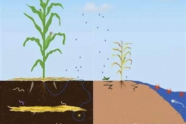 化肥放很多埋在土里多久可以用？