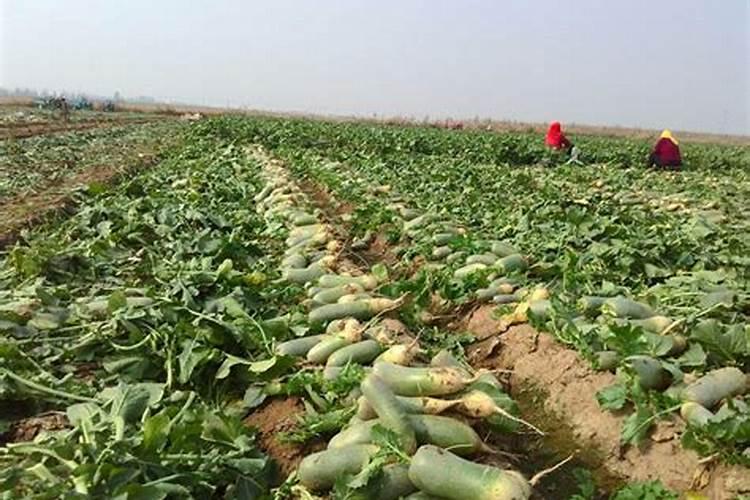 萝卜怎么种才不会有糠心 萝卜不会有糠心的种植方法