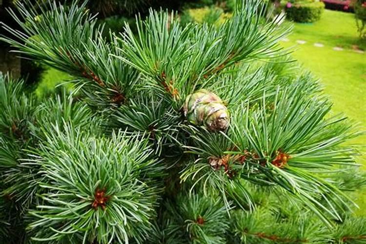 松树叶可以直接打碎当肥料吗