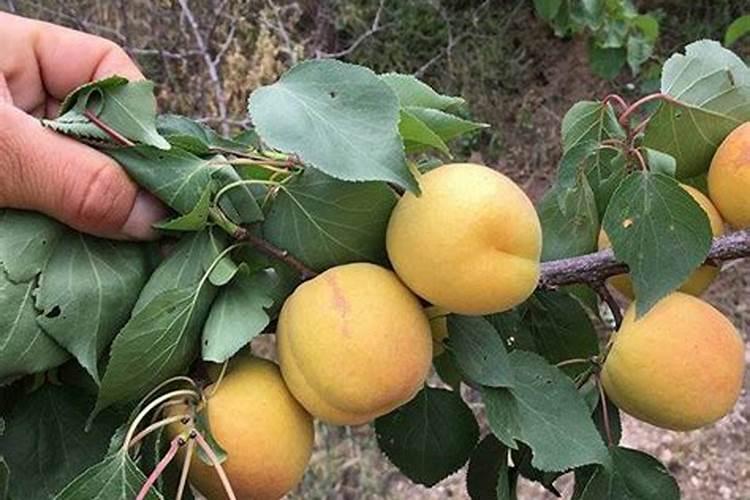 板栗树用什么肥料最好