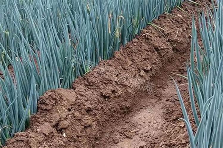 大葱施肥技术要点是什么