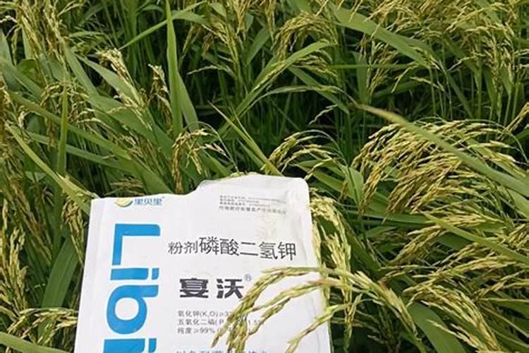 水稻施肥,用哪种增产效果比较明显