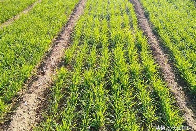 联邦嘉吉口碑怎么样