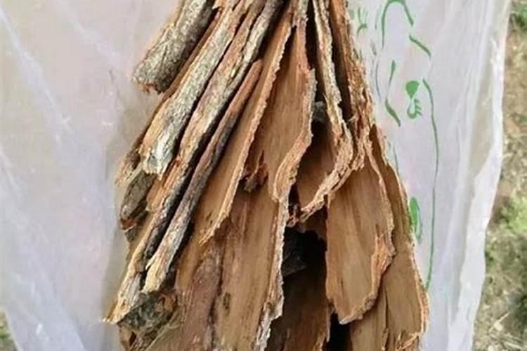 柳树皮养花怎么处理