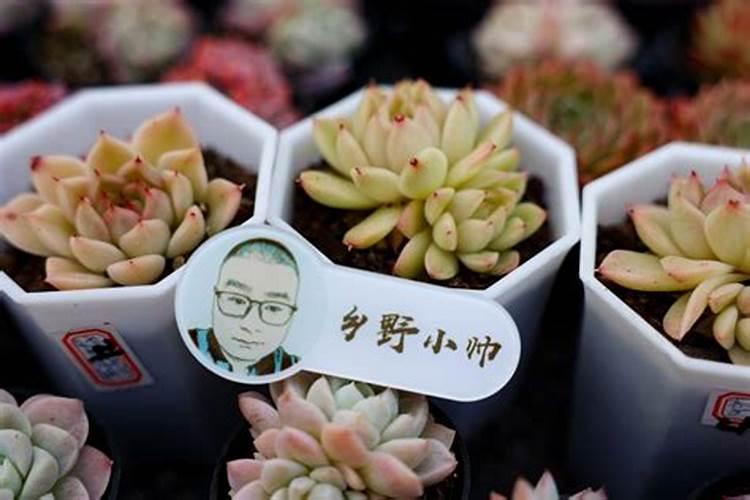 多肉秋冬季施肥方法