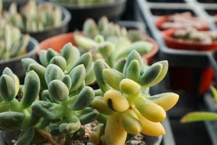 什么肥料对兰花发芽生根开花最好