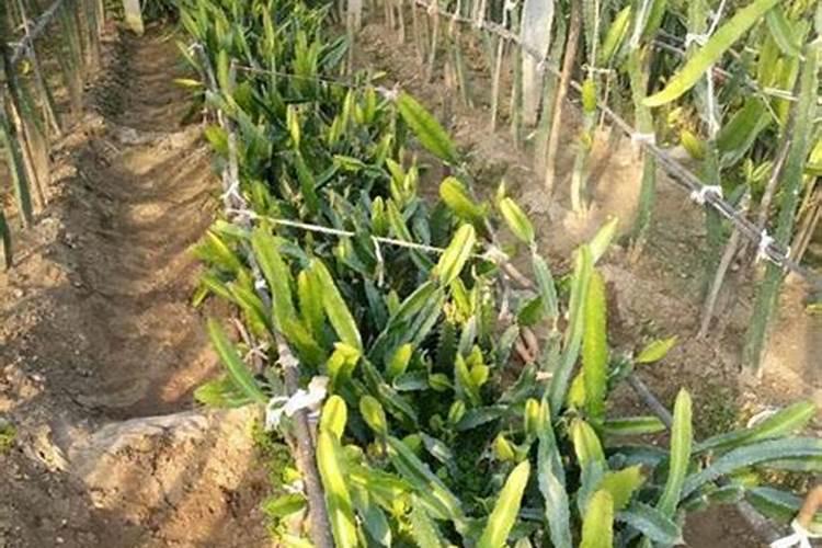 火龙果高产种植技术!火龙果幼苗施什么肥？