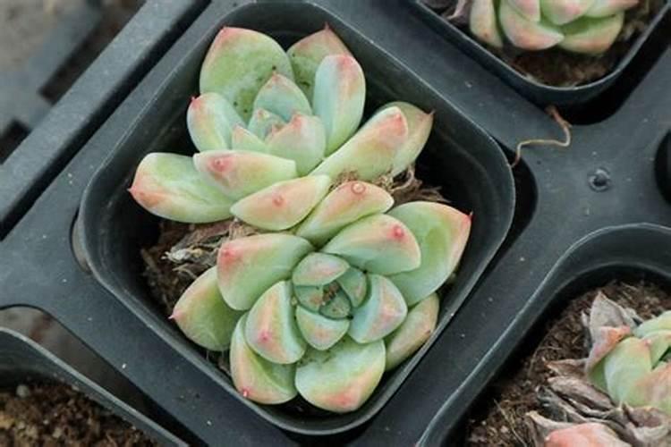 多肉可以施复合肥吗