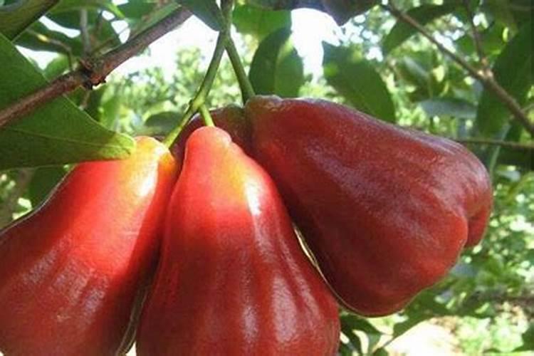 莲雾怎么种植,莲雾的种植方法