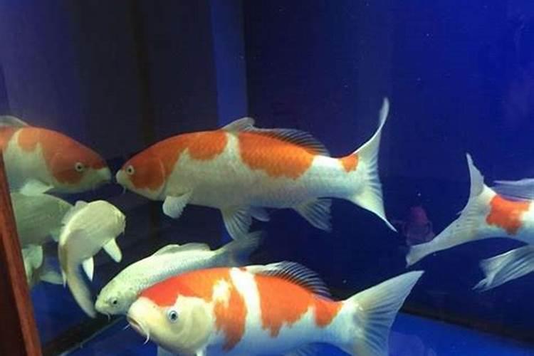 鱼蛋白使用注意事项