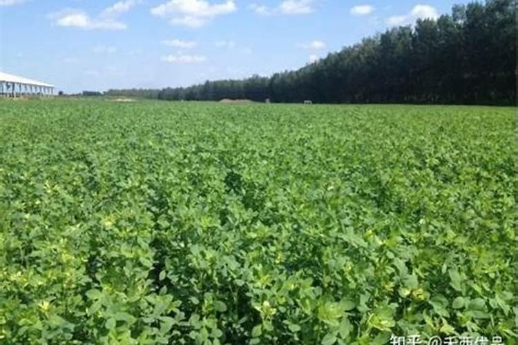 紫花苜蓿地管理方法