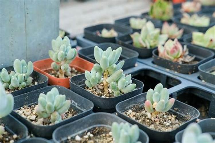黄泥土壤适合种植什么