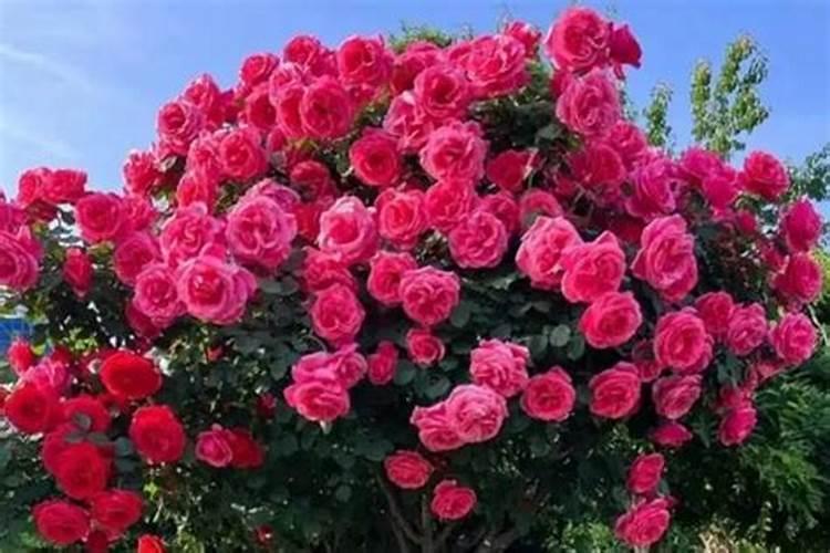 月季花施什么肥料好