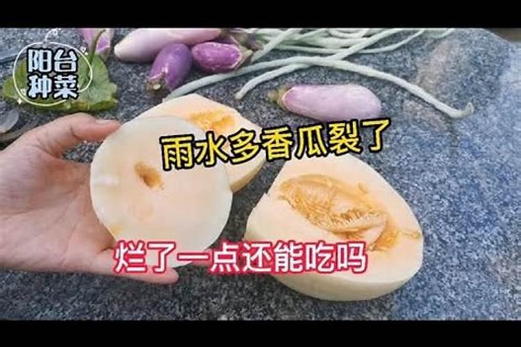 香瓜膨果期保产增收的施肥建议这样做