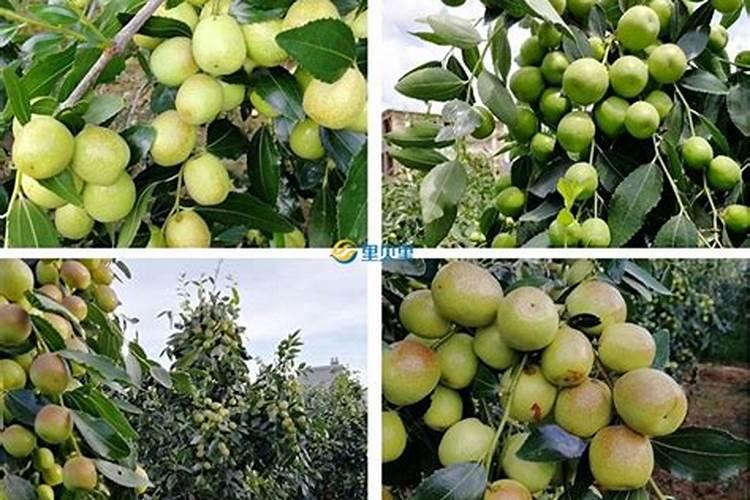 大枣膨大期上什么肥料产量高？大枣保花保果用哪种水溶肥效果好？