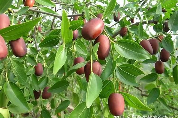 冬枣树施肥后下大雨怎么办