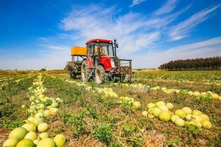 打瓜用什么肥料好