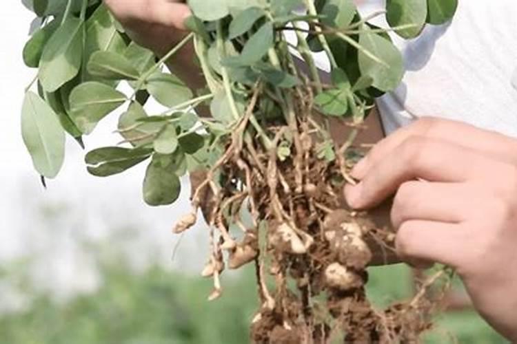 种植花生,如何施用钾和钙？