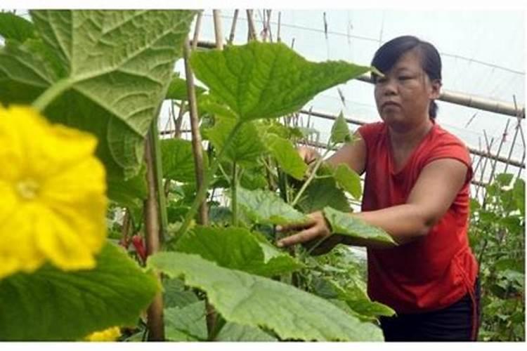 黄瓜喷白醋的最佳水比例是多少？