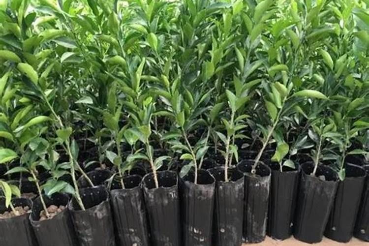 胺基酸叶面肥的配比是多少