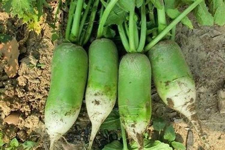 青萝卜用什么肥料好