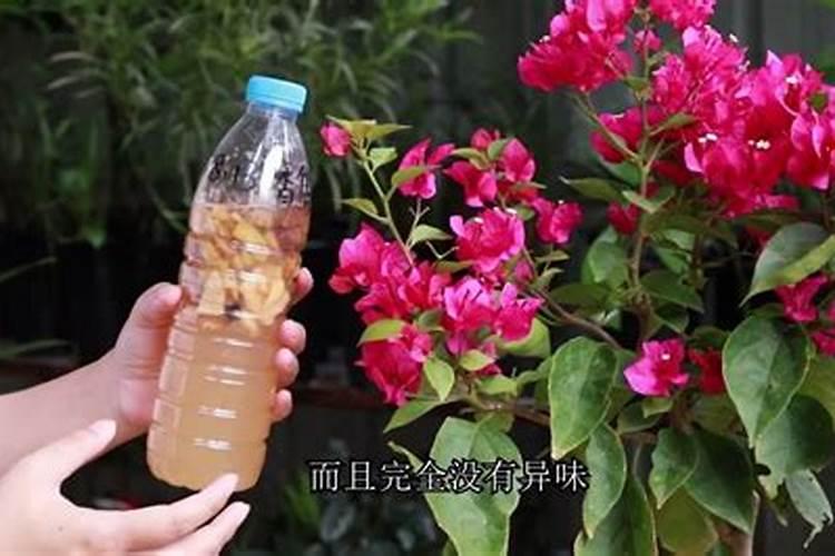 三角梅怎么施肥