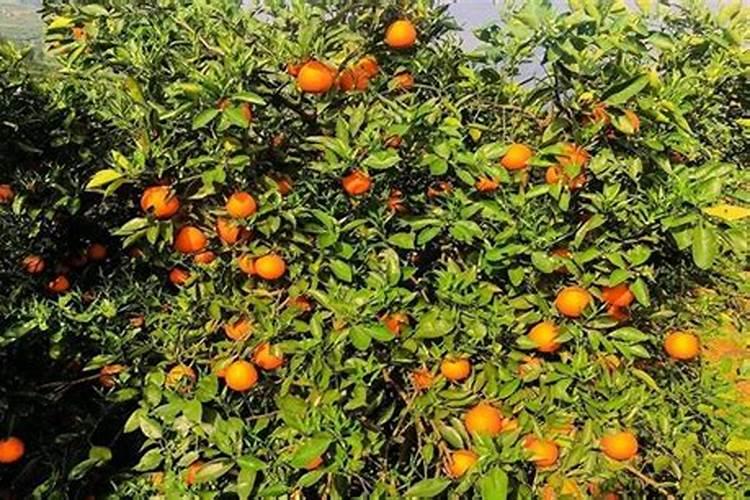 一年树脐橙施肥方案 施什么肥效果好