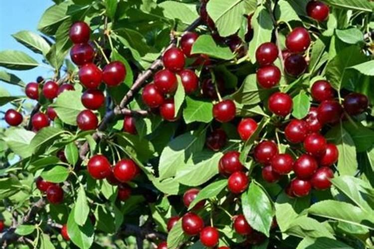 樱桃苗生长后期出现裂果的原因及处理