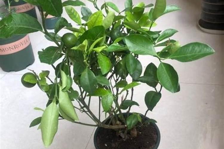 哪个清楚桔子树冬天怎么养？谁能说说看？