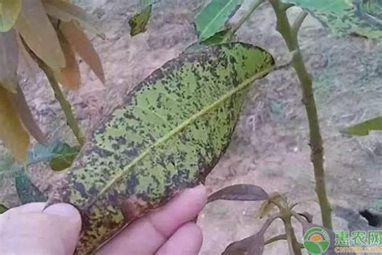 我家的一芒果树掉叶什么原因,怎么补救？