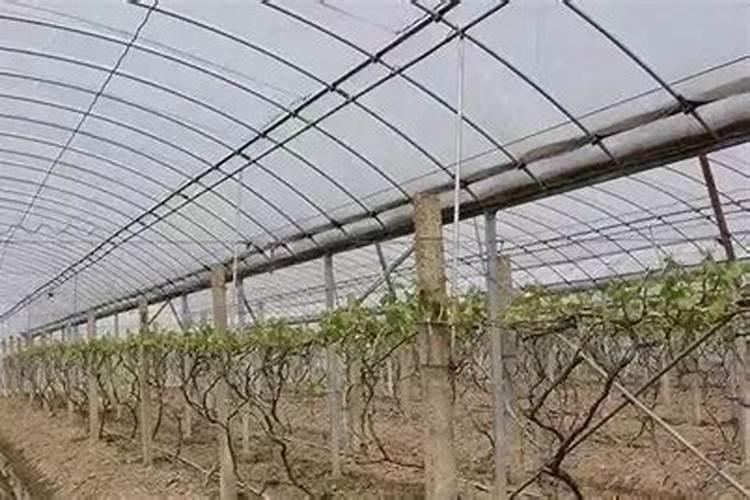 大棚葡萄种植方法总结