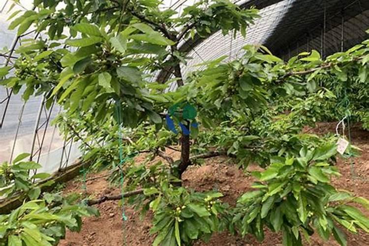 我给樱桃树冲施水溶肥后能不能马上浇水？