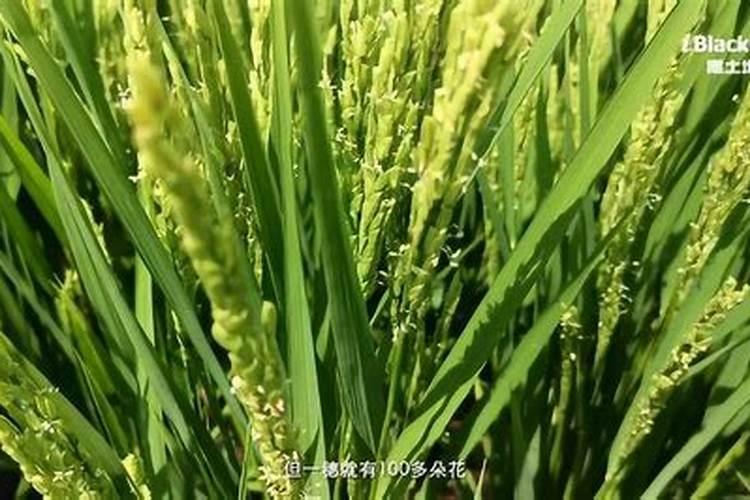 水稻氮磷钾施肥最佳比例每亩用多少？