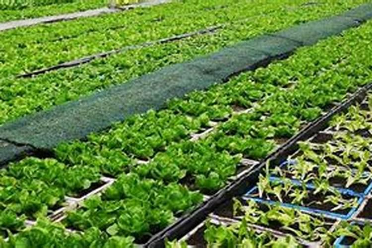 菠萝怎么做到无公害施肥？