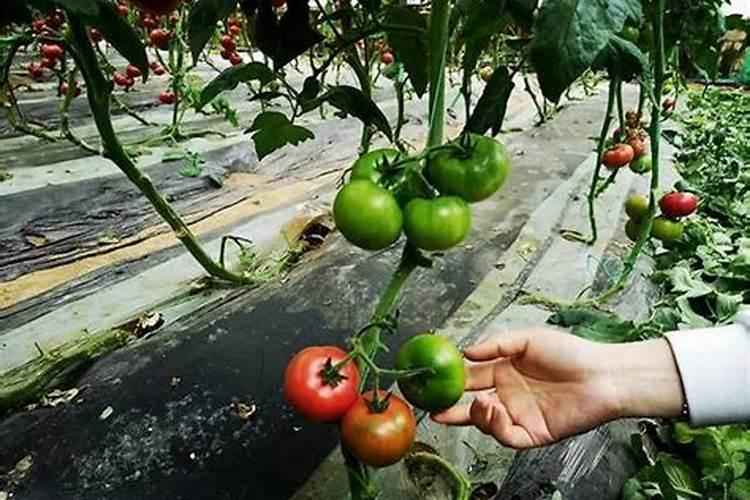 当存放碳化钙的货场发生火灾时施救你会选择哪种方法灭火？