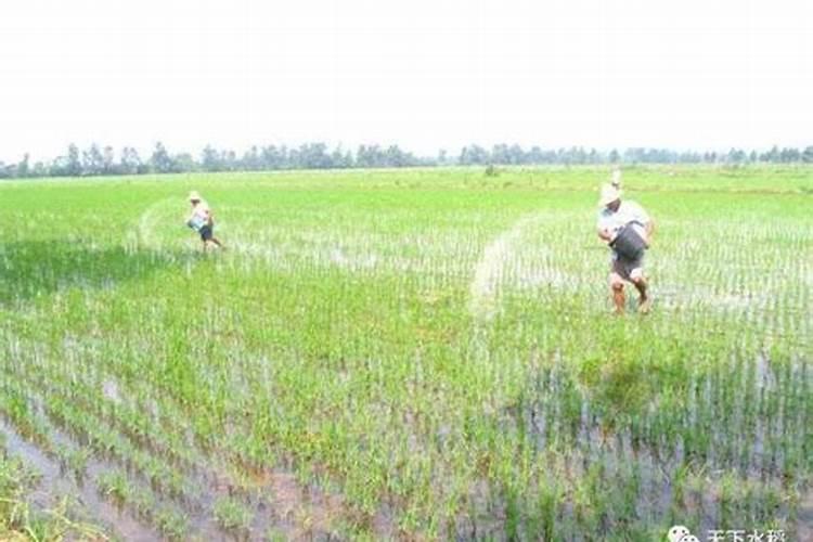 怎么用氮磷钾施肥效果好