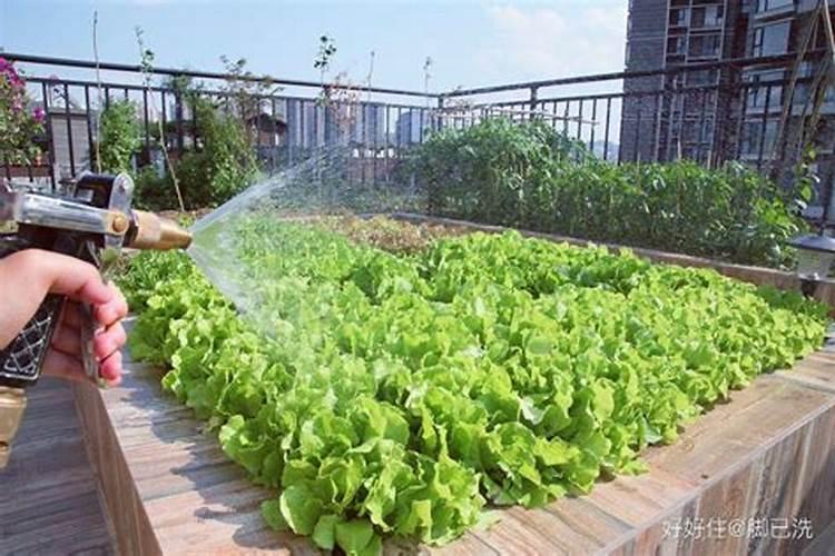 种菜用什么肥料最好