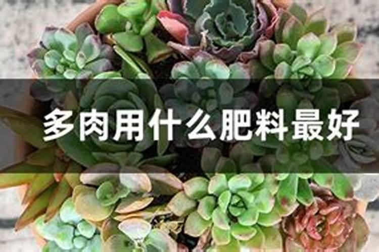 多肉施肥用什么肥料