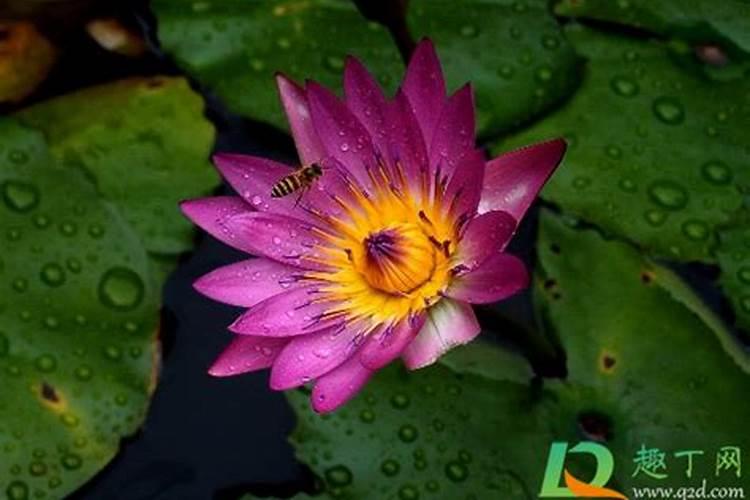 小麦除草剂年前什么时候打