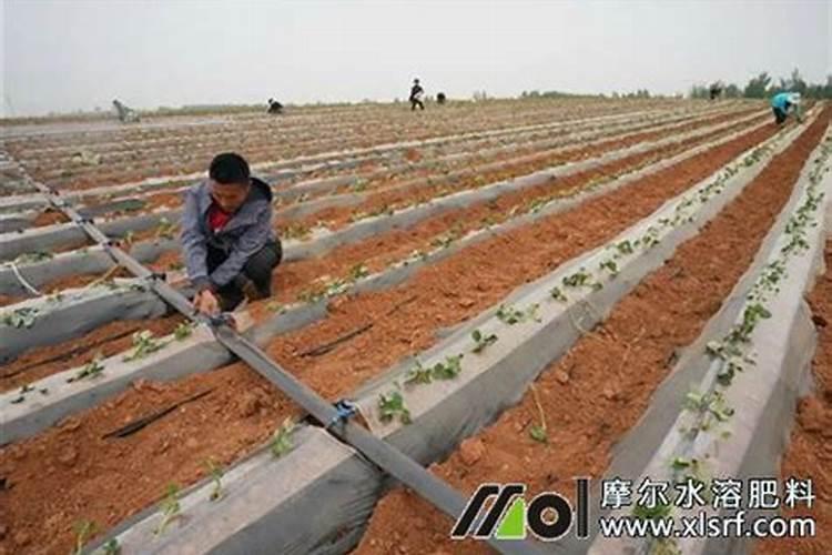 大棚红薯追肥用什么肥料好？用什么化肥产量高？用哪种水溶能能增产？