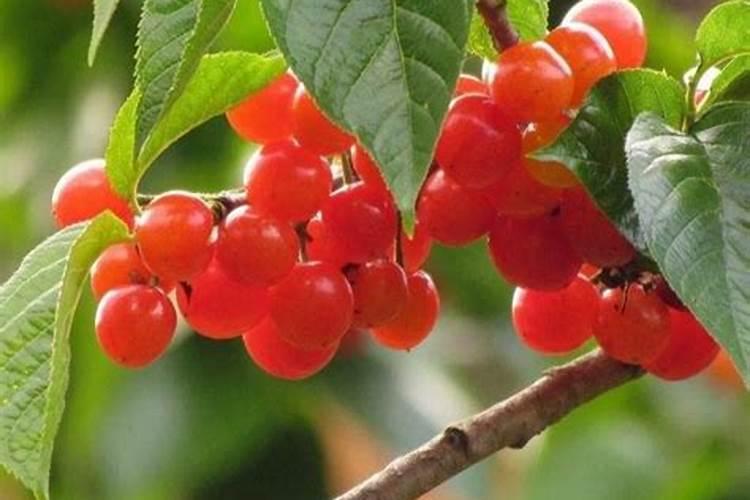 脐橙增甜有哪些方法 脐橙增甜的方法介绍