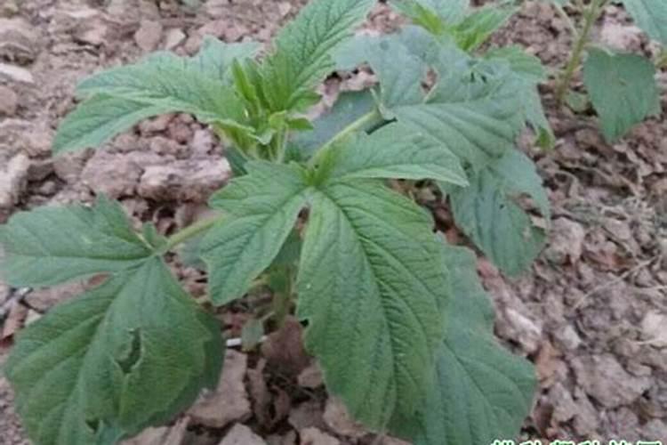 芝麻花期用什么叶面肥较好