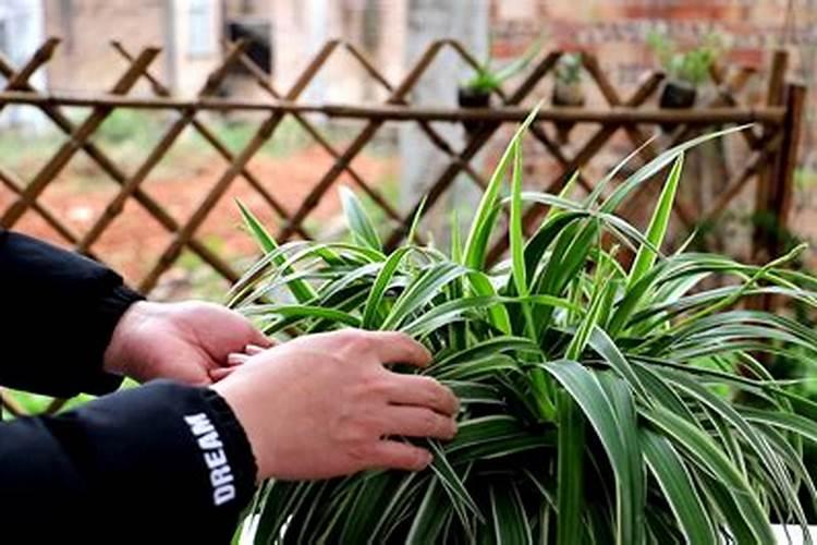 金鱼吊兰怎么施肥