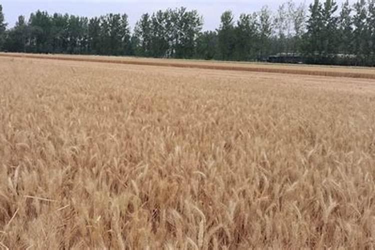 小麦一生需要多少氮磷钾肥