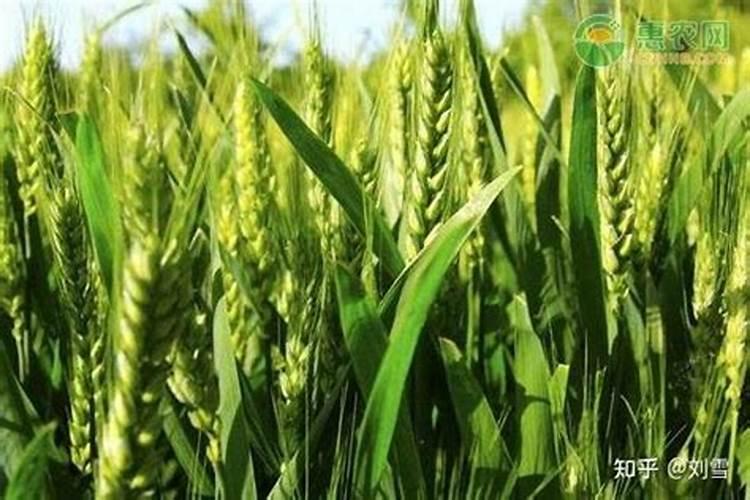 春天小麦什么时间施肥好