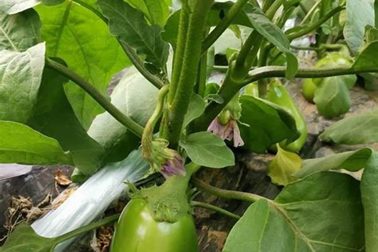 茄子施肥用哪种肥料好？