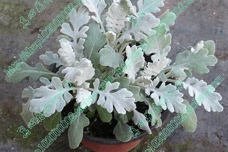 银叶菊蔫了怎么办