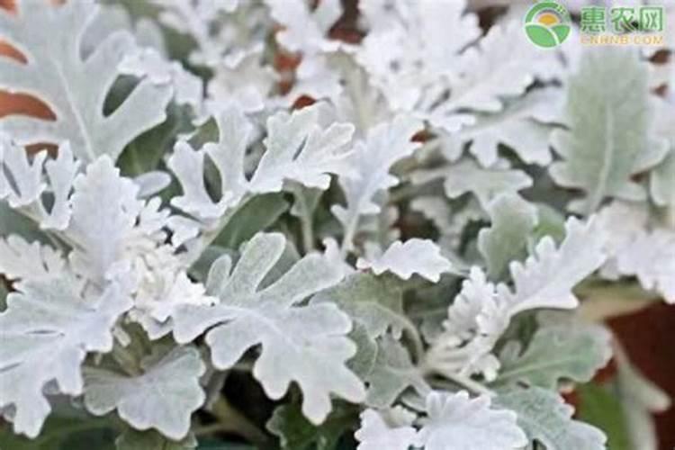 银叶菊花期是什么时候