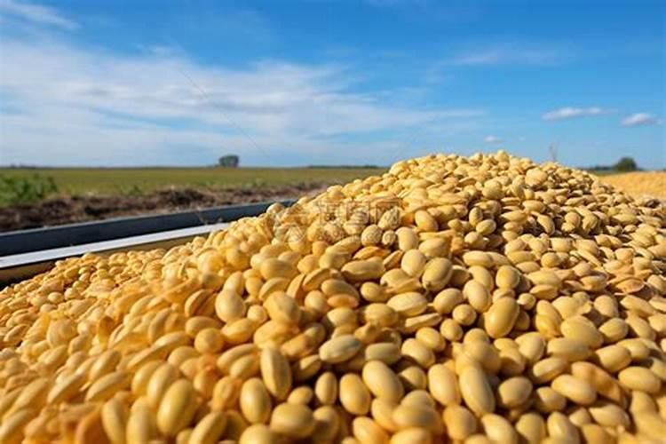 怎样用大豆做肥料