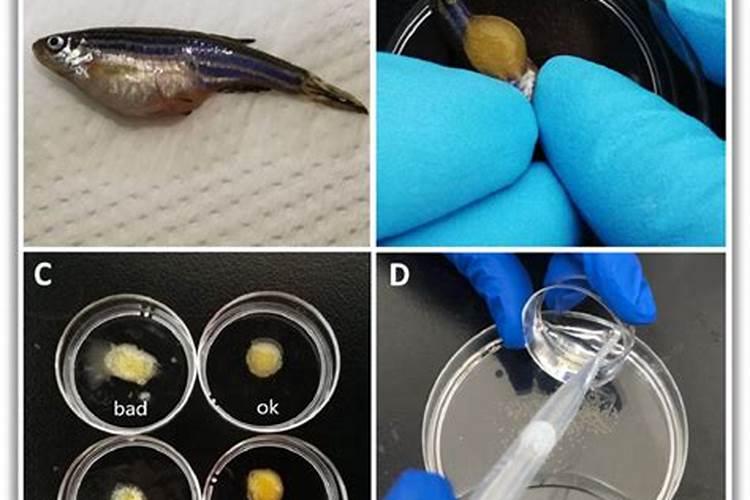 蚊子的生物防制方法有哪些？